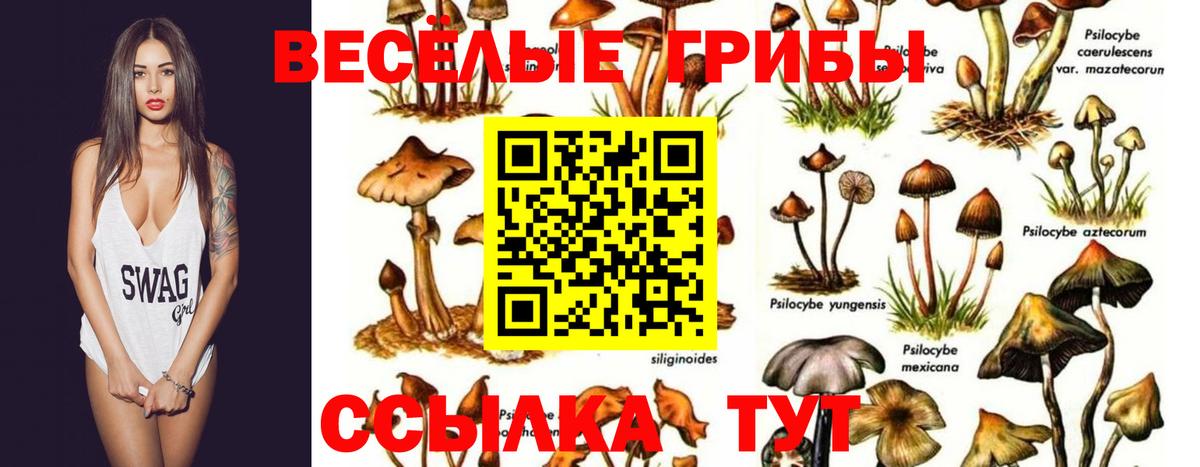 Псилоцибиновые грибы Cubensis  Вход с VPN  Полысаево 